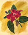 Red Lilly